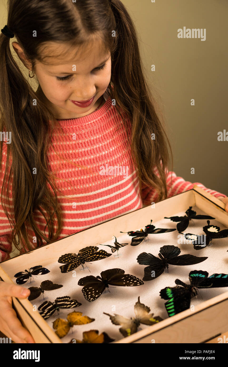 Little Girl Scrutinizes Entomology Collection of Tropical Butterflies Stock Photo