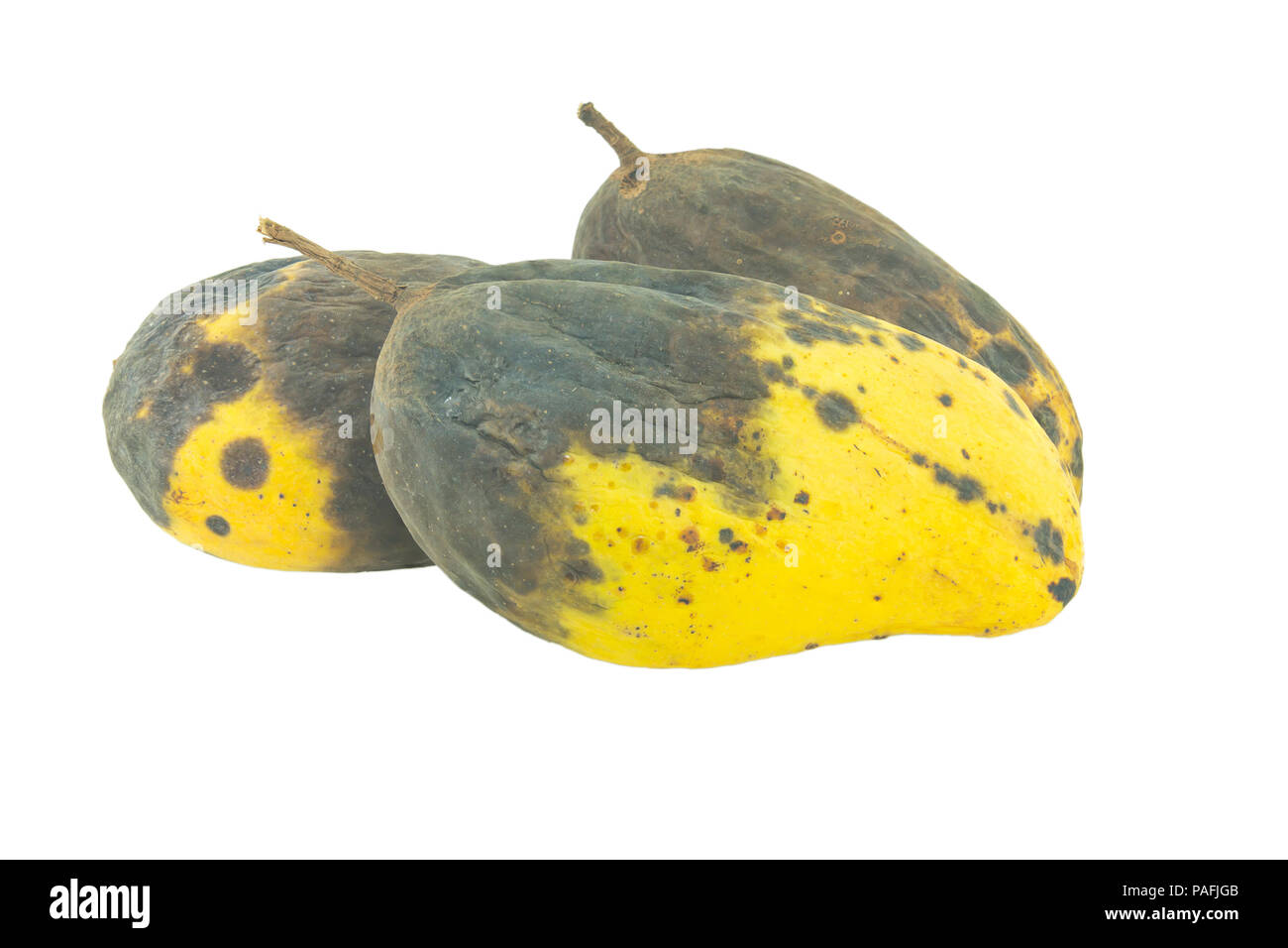 Rotten mango fruite isolated on a white background, Stock image