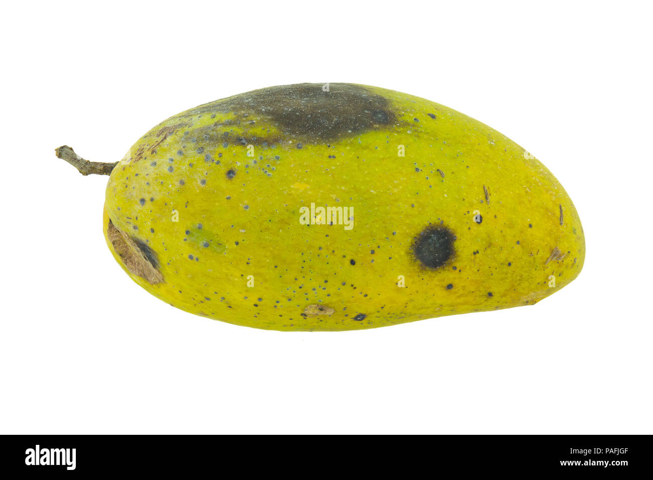 top view rotten mango with worms on a white background Stock Photo - Alamy