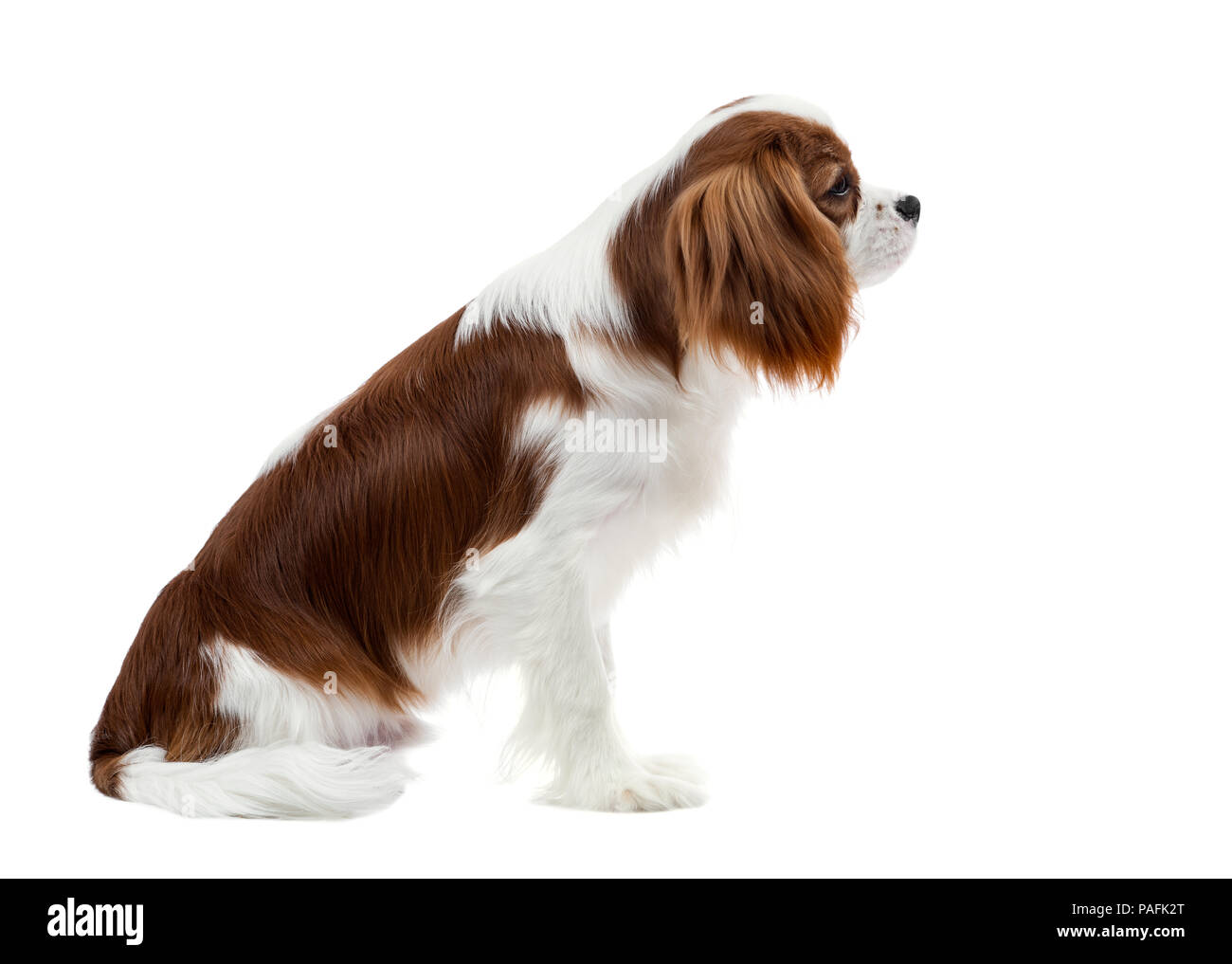 pure-bred dog, puppy Cavalier King Charles Spaniel, sit on white background, isolated Stock Photo