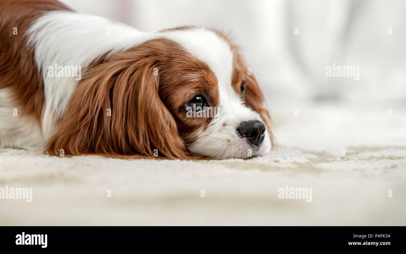 muzzle for cavalier king charles spaniel