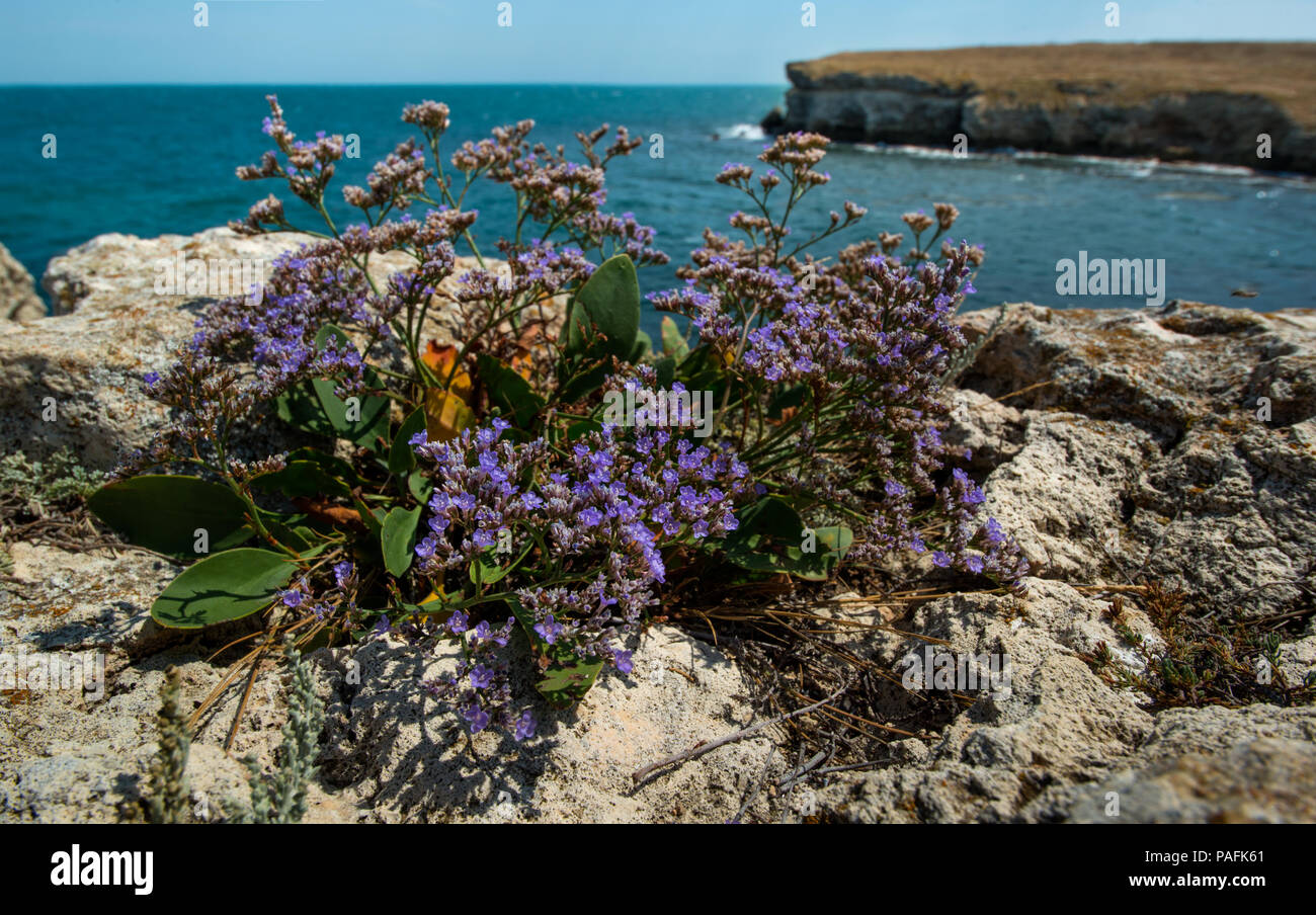 bush beauty blue flower on seashore Black sea ( Crimea, Tarkhannut) Stock Photo