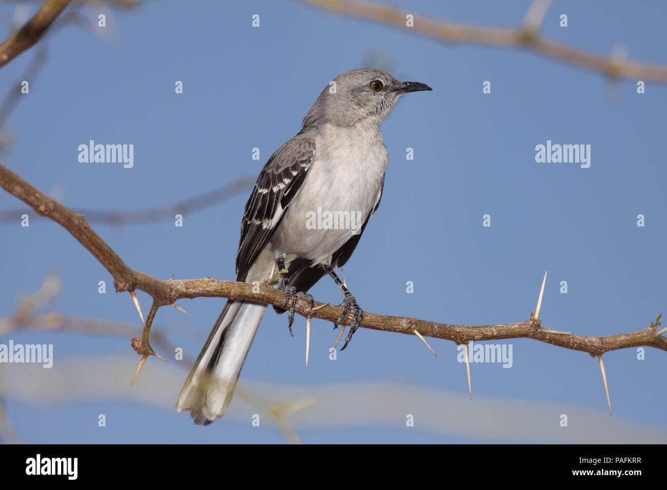 Northern Mockingbird March 25th, 2009 Henderson Bird Viewing Preserve, Henderson, Nevada Canon 50D, 400 5.6L Stock Photo