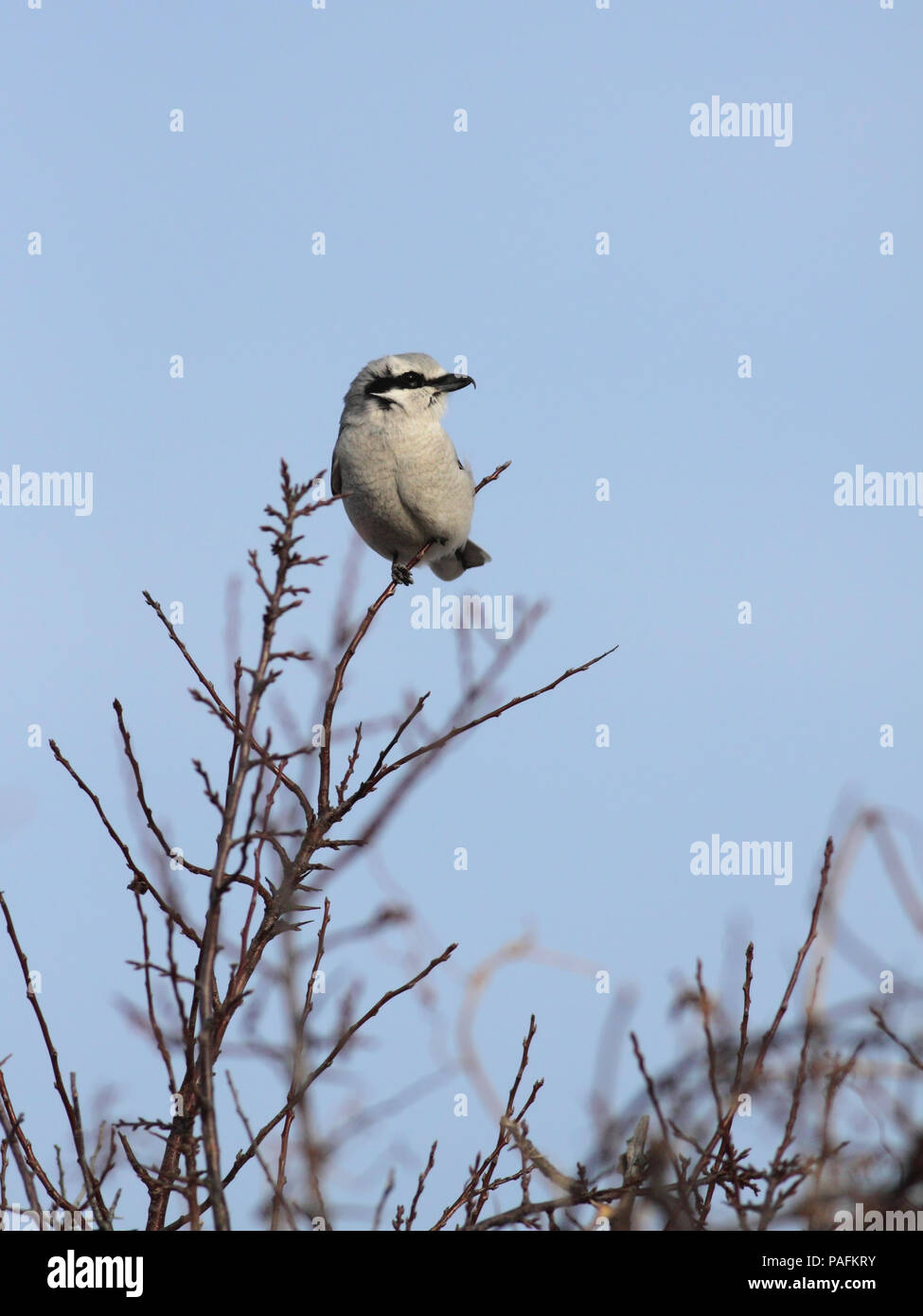 Northern Shrike March 19th, 2011 LaCreek National Wildlife Refuge Canon 50D, 400 5.6L Stock Photo