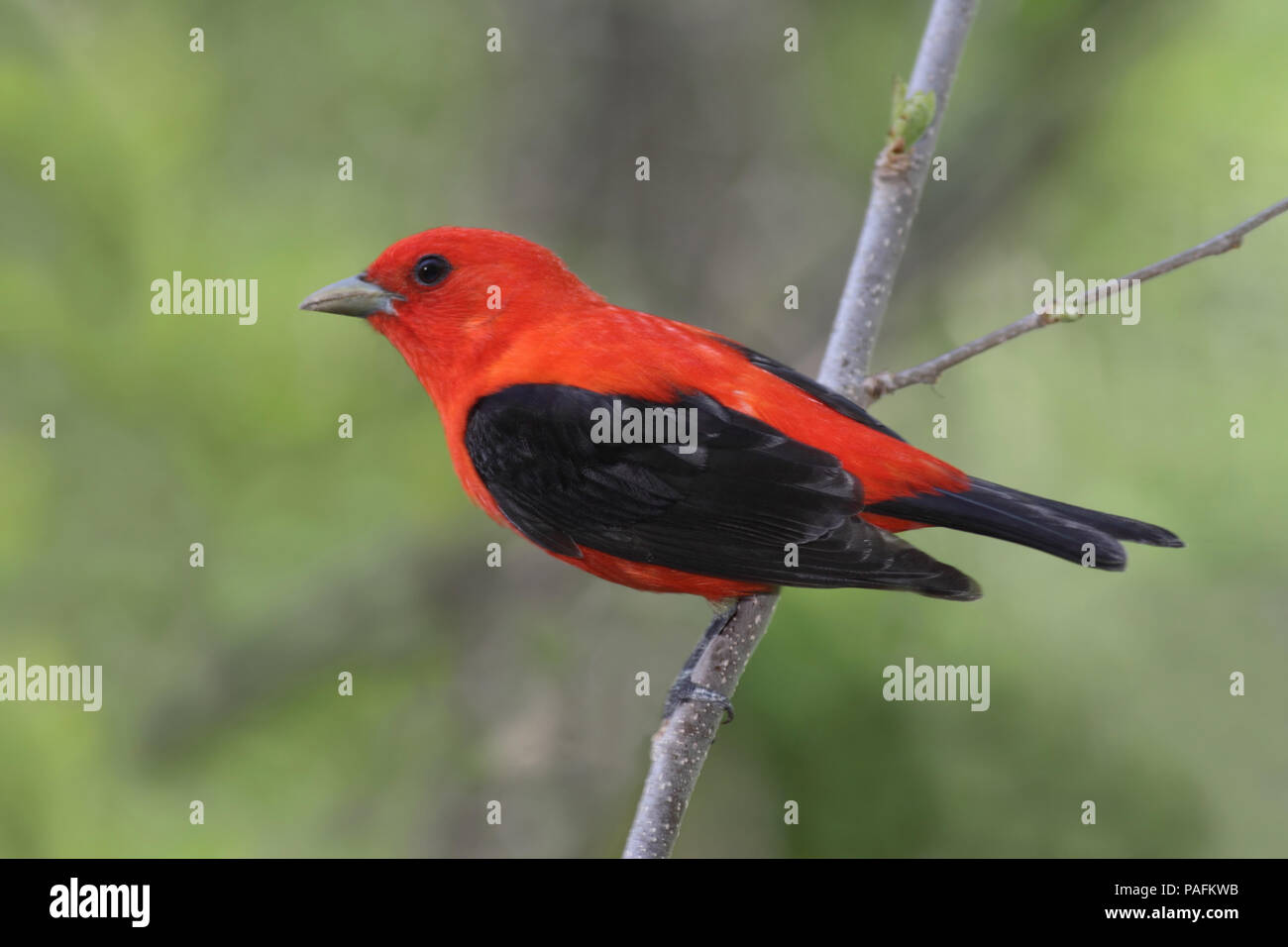 Scarlet Tanager May 16th, 2011 Newton Hills State Park, South Dakota Canon 50D, 400 5.6L Stock Photo