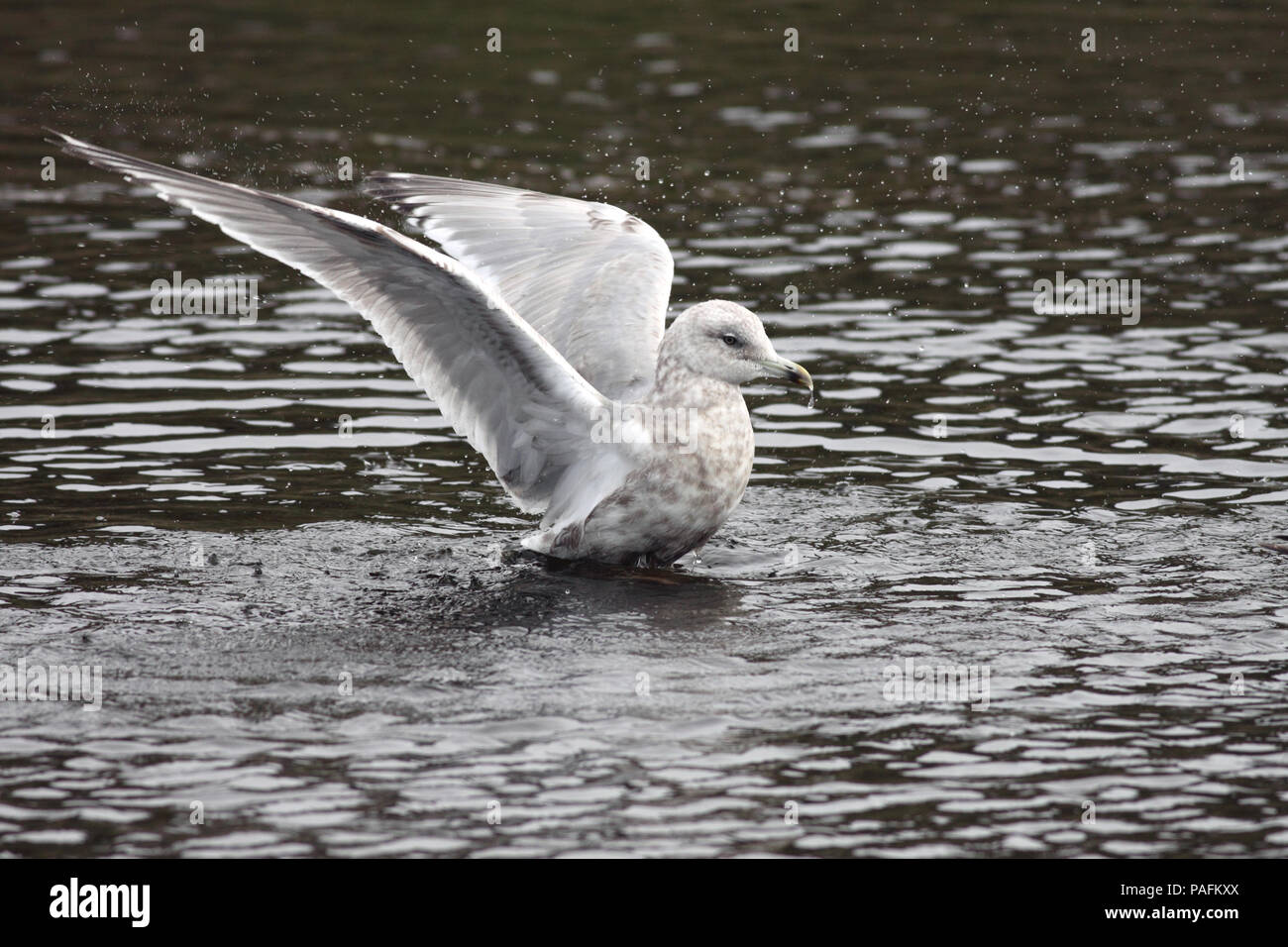 Thayer's Gull December 18th, 2008 Land's End in San Francisco, California Canon 50D, 400 5.6L Stock Photo