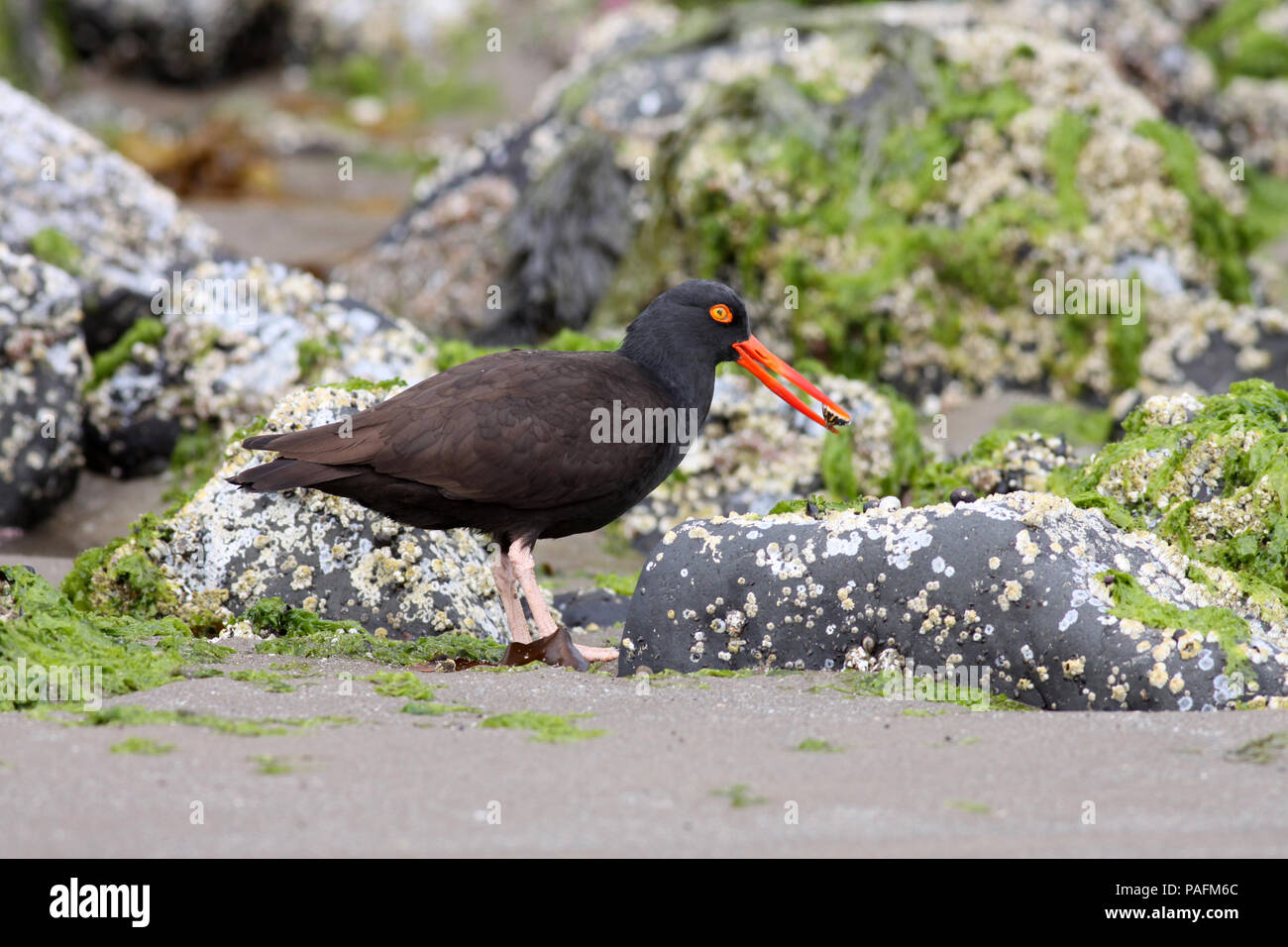 Black Oystercatcher June 8th, 2009 Haystack Rock, Cannon Beach, Oregon Canon 50D, 400 5.6L Stock Photo