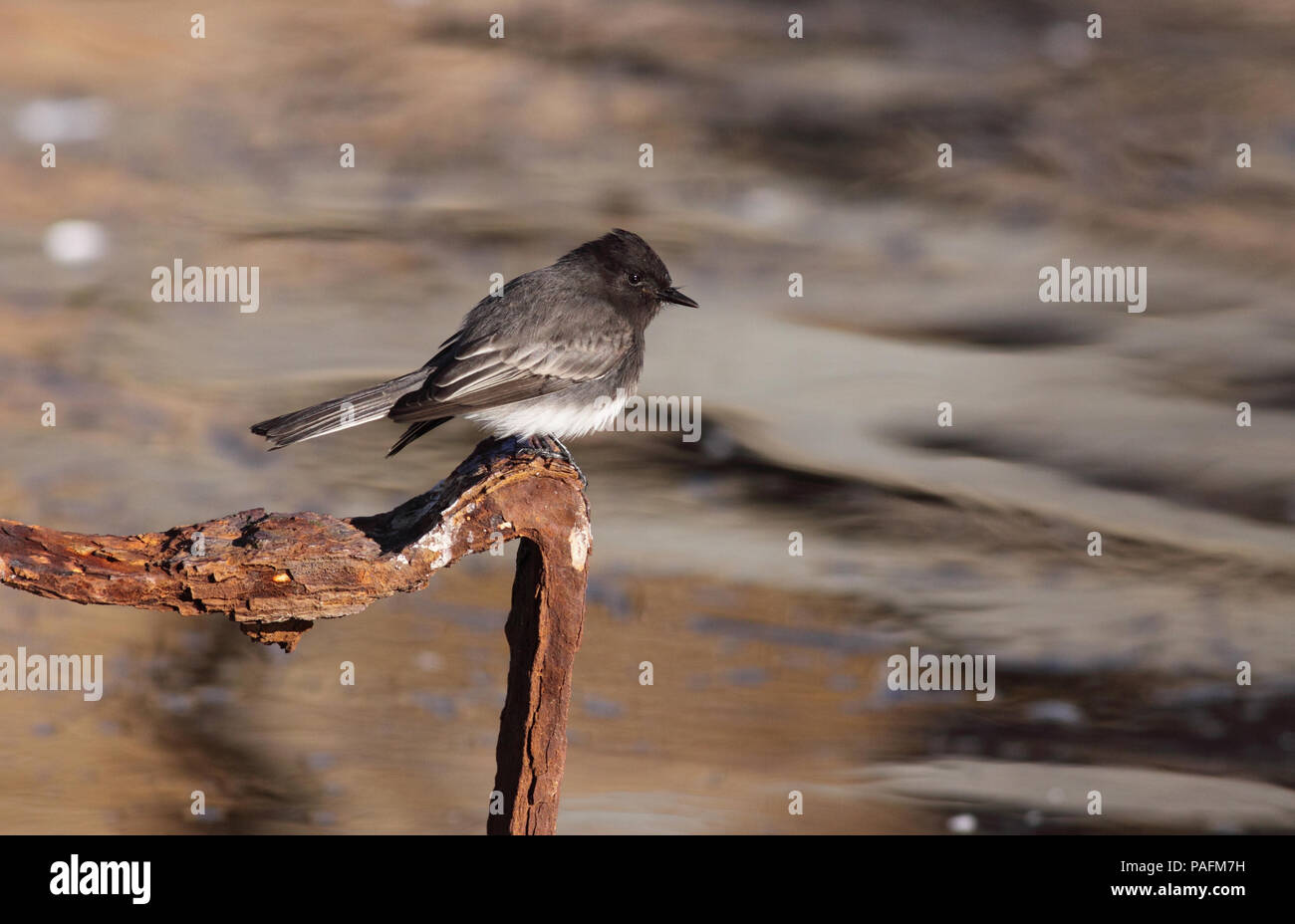 Black Phoebe December 18th, 2008 Land's End in San Francisco, California Canon 50D, 400 5.6L Stock Photo