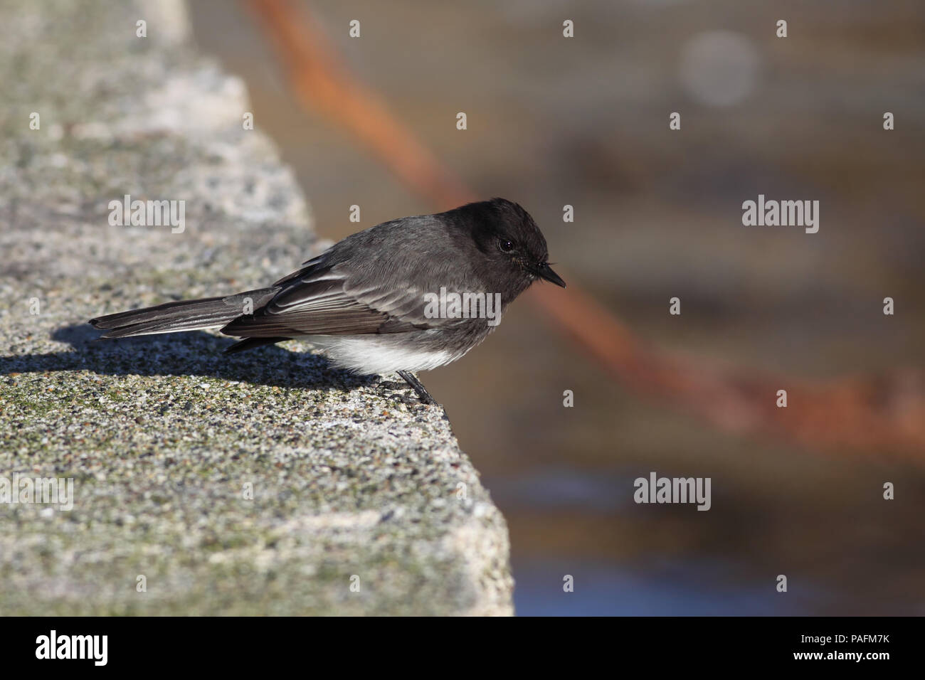 Black Phoebe December 18th, 2008 Land's End in San Francisco, California Canon 50D, 400 5.6L Stock Photo