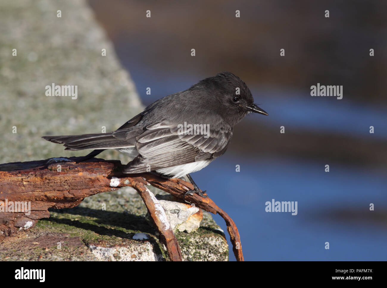 Black Phoebe December 18th, 2008 Land's End in San Francisco, California Canon 50D, 400 5.6L Stock Photo