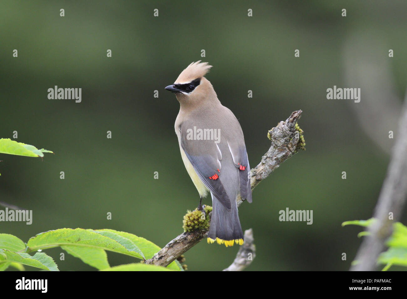 Cedar Waxwing June 28th, 2011 Ecola State Park, Oregon Canon 50D, 400 5.6L Stock Photo