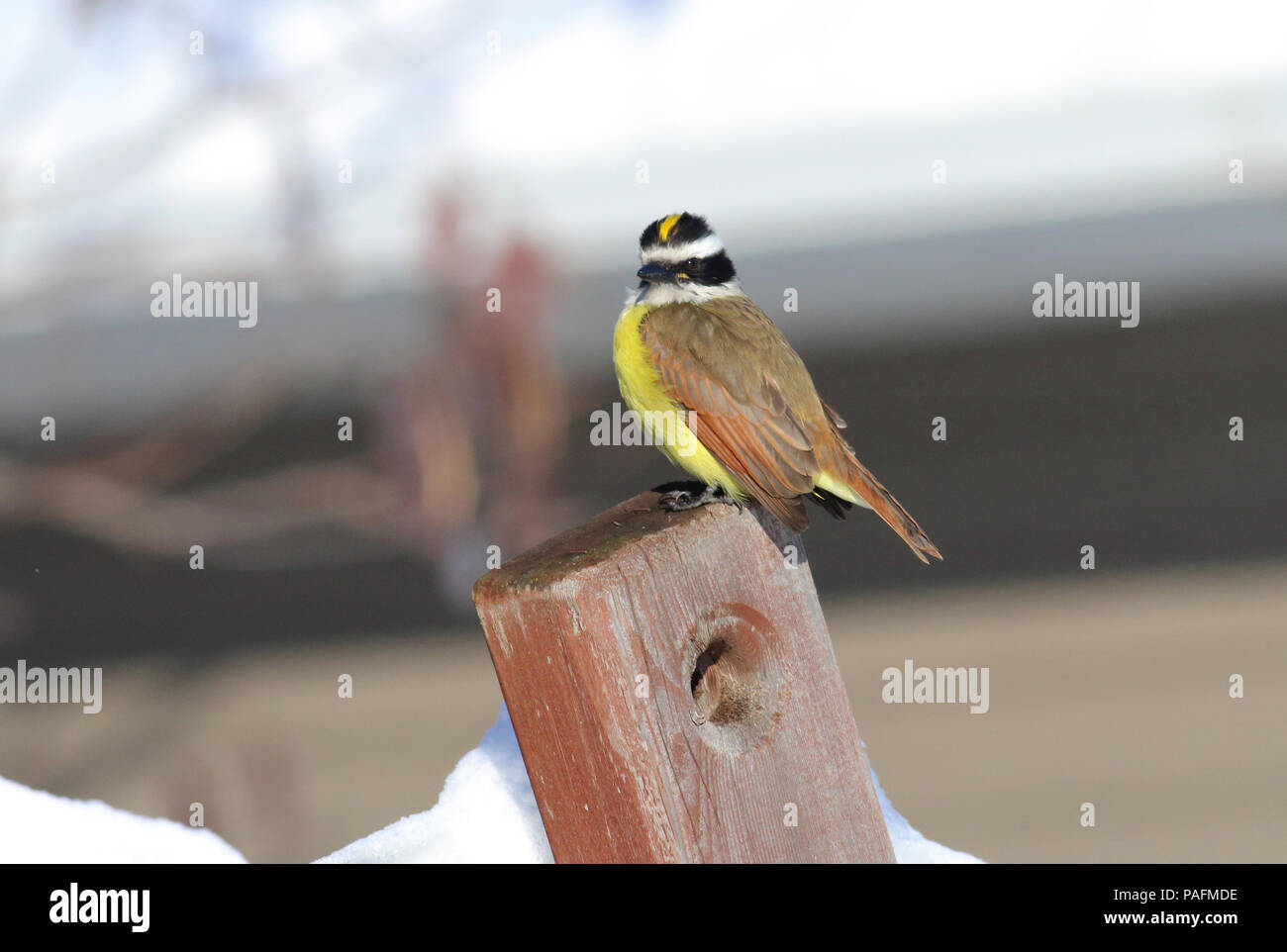 Great Kiskadee - A lost bird trying to overwinter in harsh South Dakota December 2nd, 2015 Near Volga, South Dakota Stock Photo