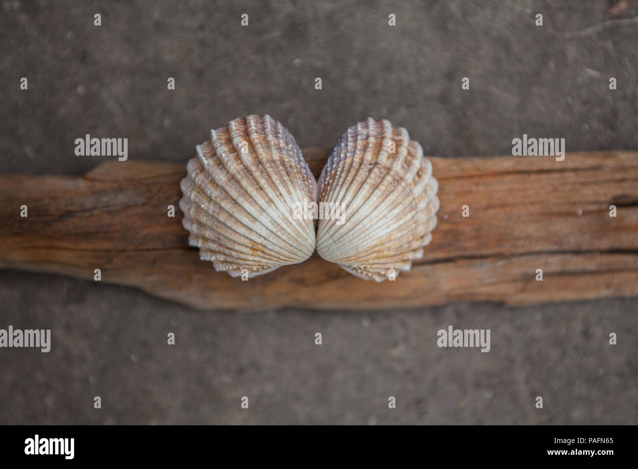 2 beautiful shells from the beach on a piece of driftwood Stock Photo