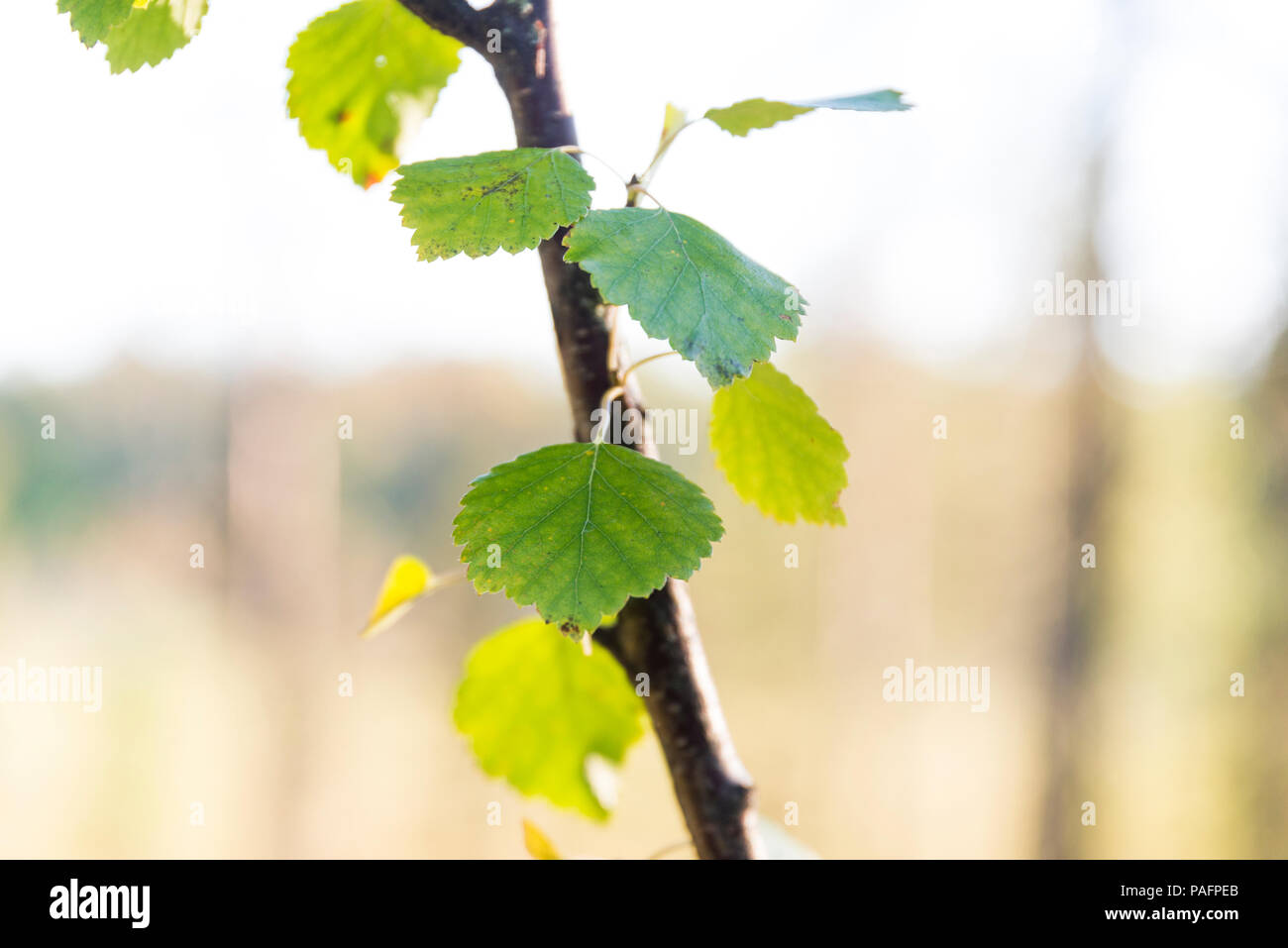 Birch tree branch hi-res stock photography and images - Alamy