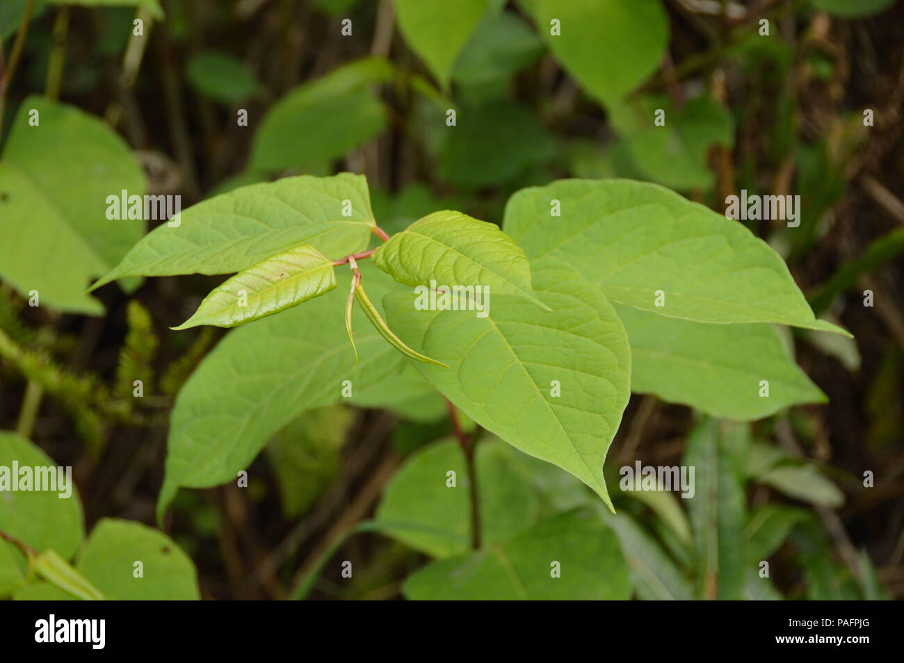 Close up view of the leaves of the Japanese knotweed, or Fallopia ...