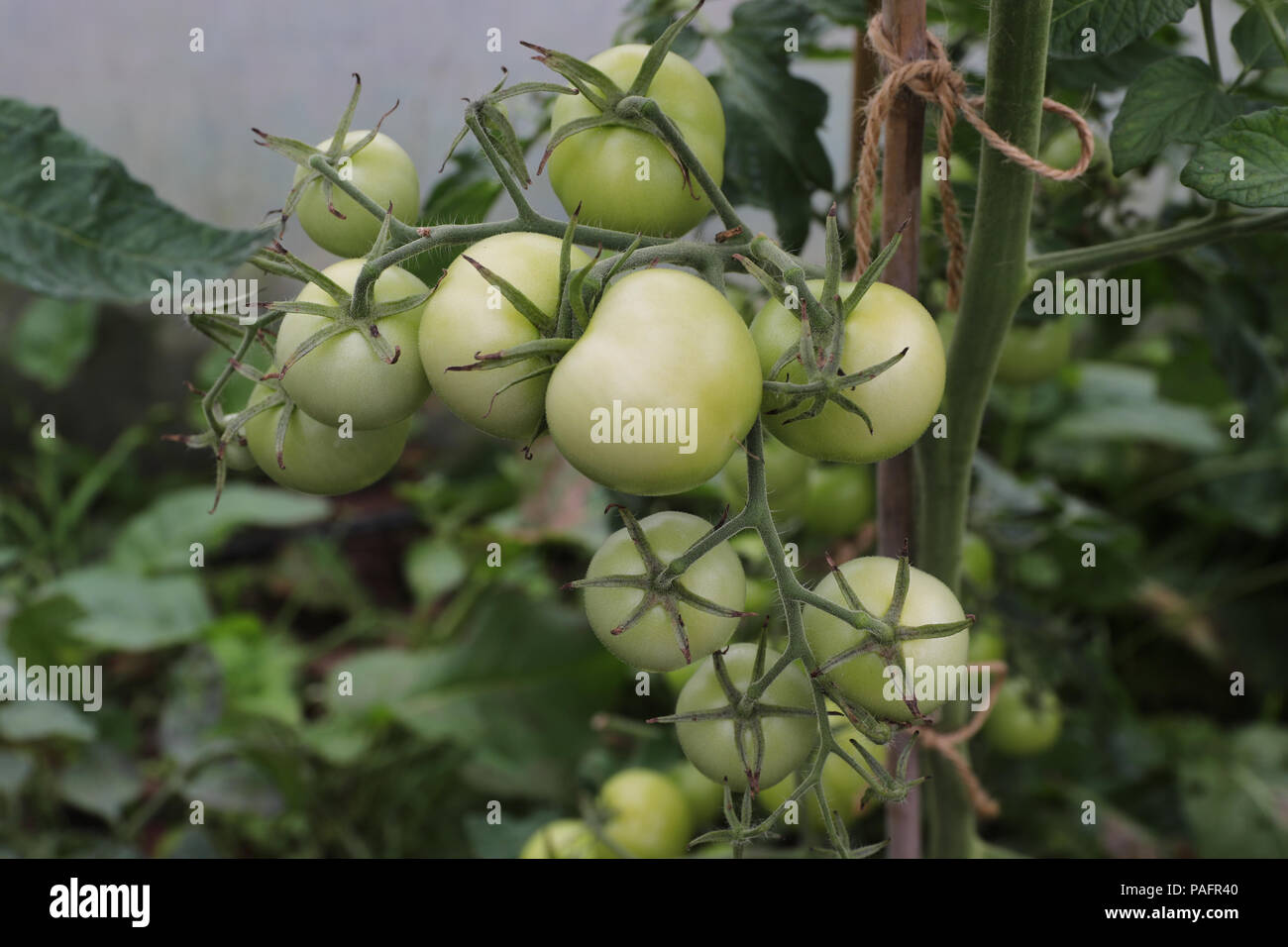 Tomato Calyx Stock Photos & Tomato Calyx Stock Images Alamy