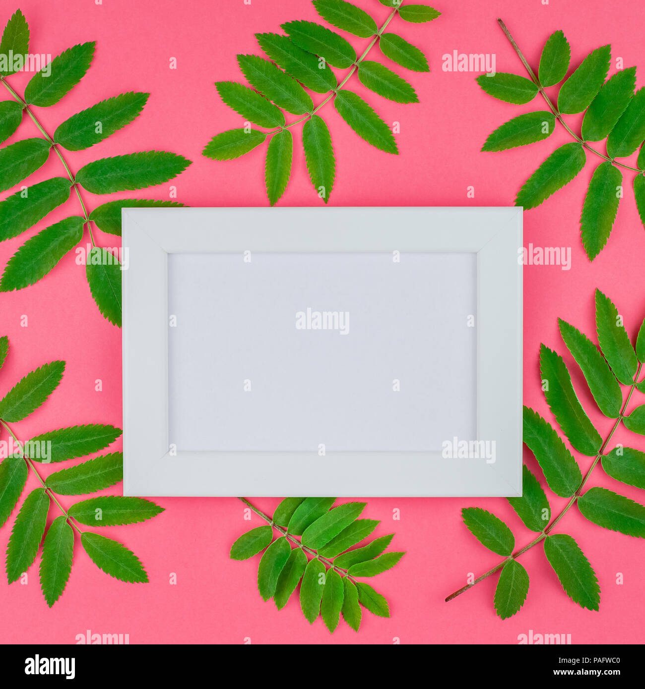 Creative flat lay top view white frame mock up with fresh green rowan ...