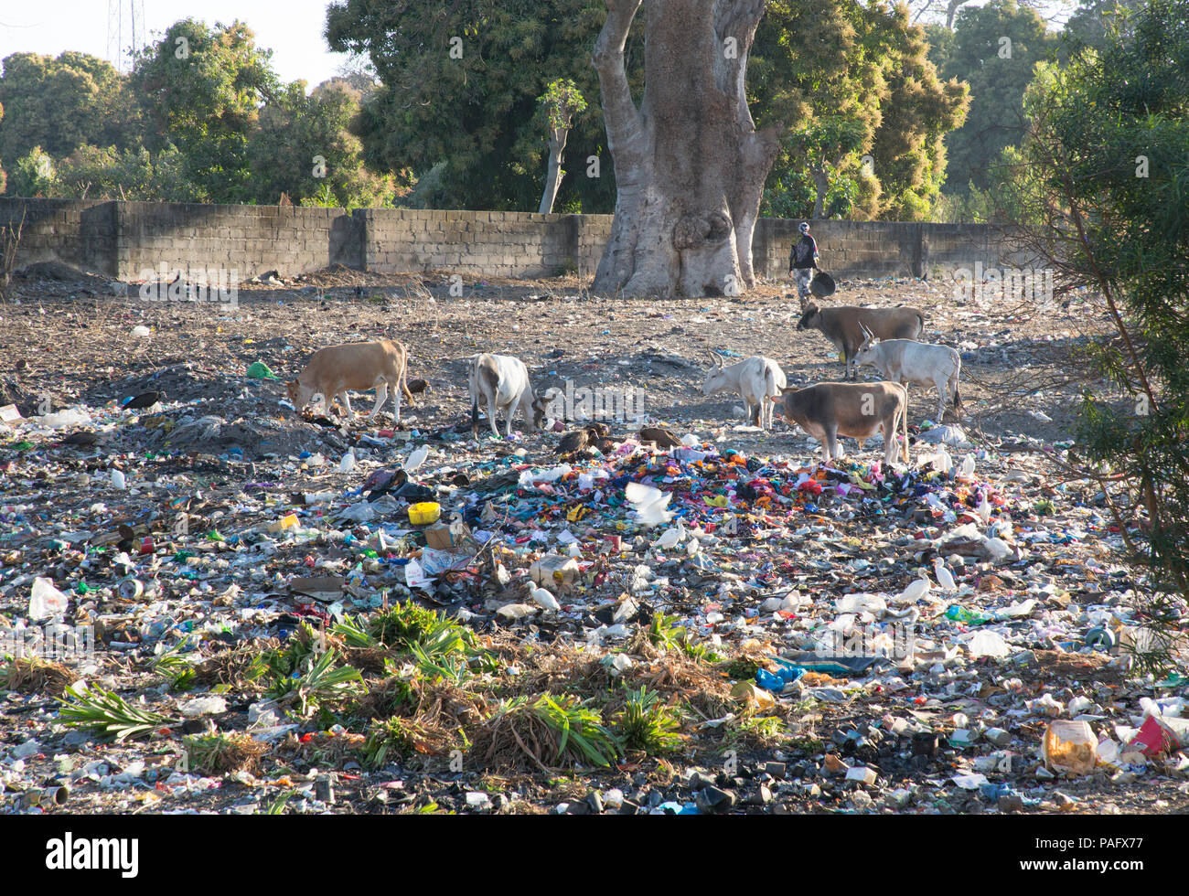 Cows searching for food amongst waste at rubbish dump Brufut, The Gambia Stock Photo