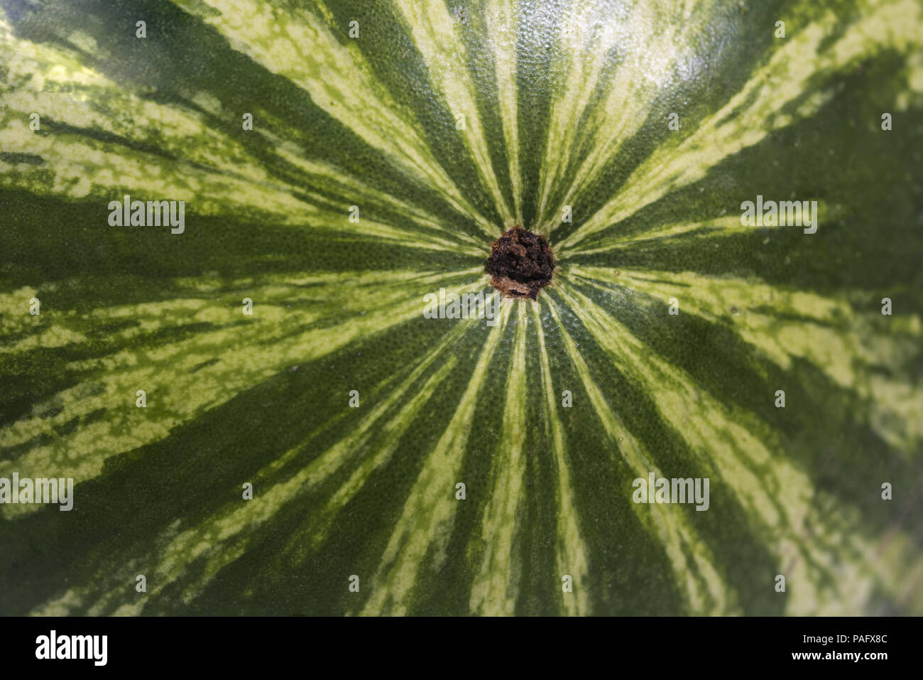Isolated slices of Watermelon. The biggest berry Stock Photo Alamy