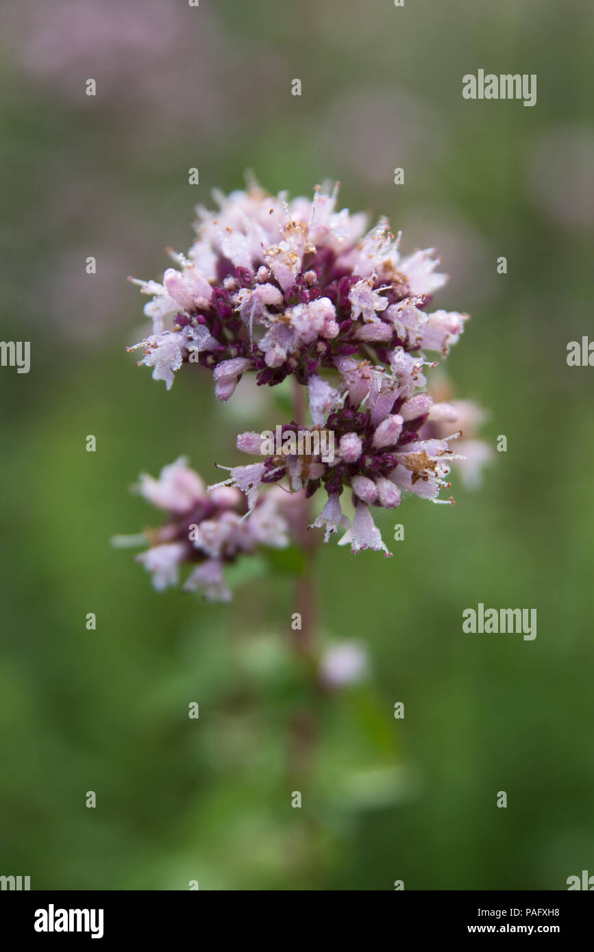 Purple flower of origanum vulgare or common oregano close up Stock