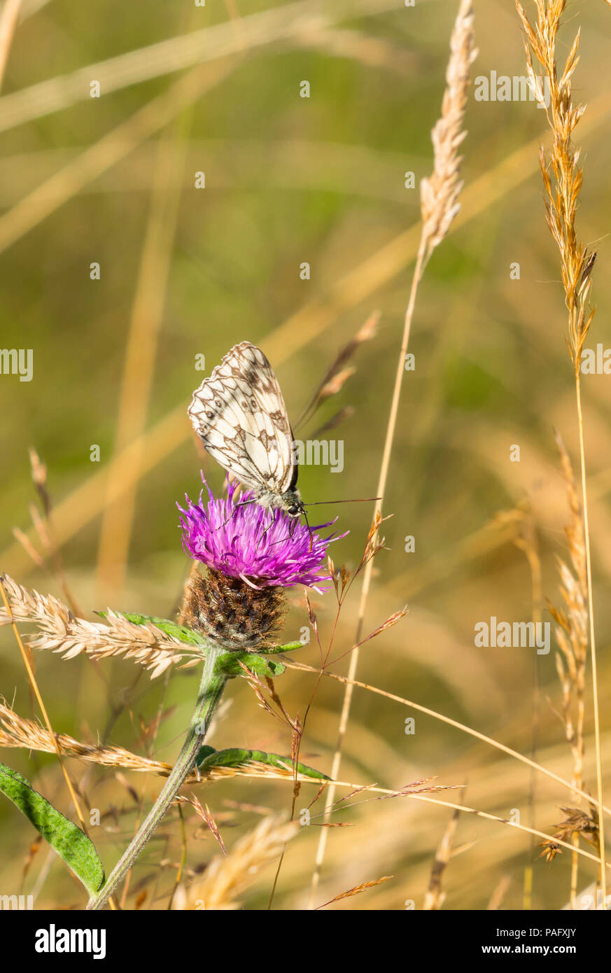 Marbled White Butterfly (Melanargia galathea) collecting nectar from Common Kapweed. Stock Photo