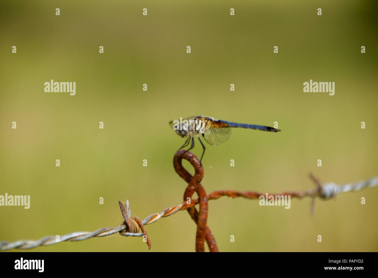 Dragonfly (Anisoptera) on fence Stock Photo