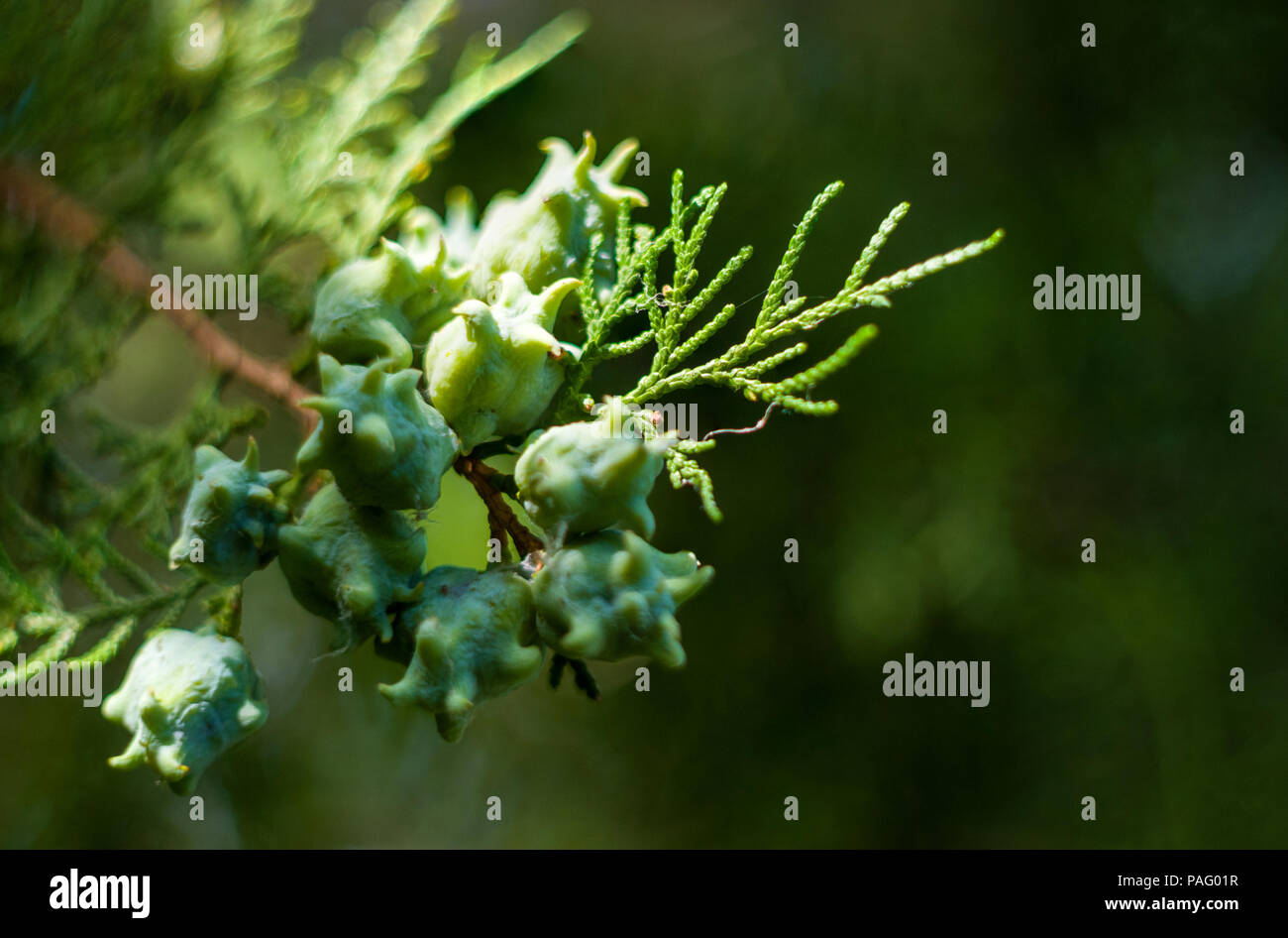Incense cedar tree Calocedrus decurrens branch close up. Thuja cones