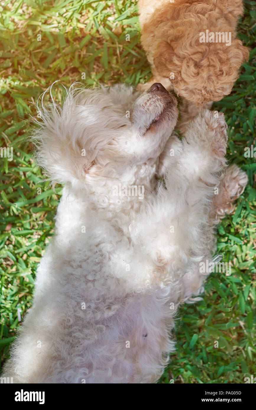 Playing poodle dogs laying on green grass background Stock Photo