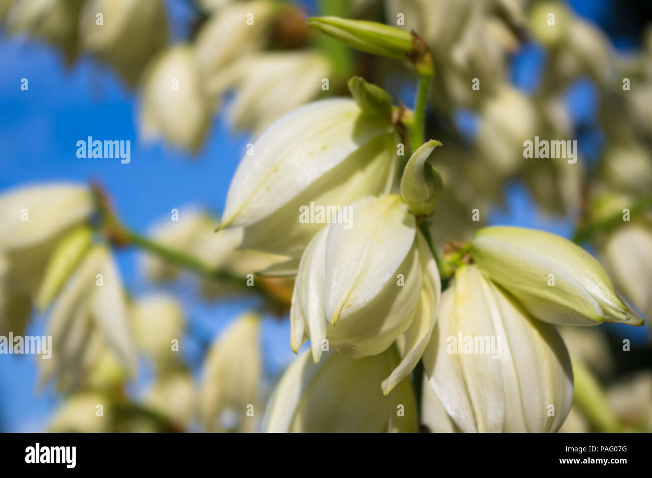 White Yucca filamentosa bush flowers, Adams needle, Spanish