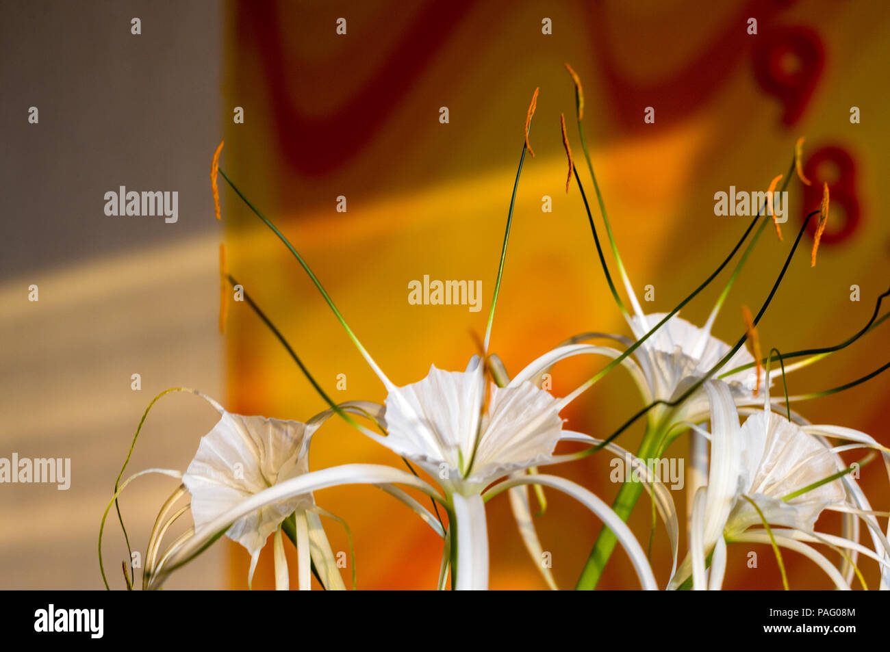 Hymenocallis caribaea, caribbean spider-lily, unique style white flower on multicolored background, illuminated by the sunset sun, close-up Stock Photo