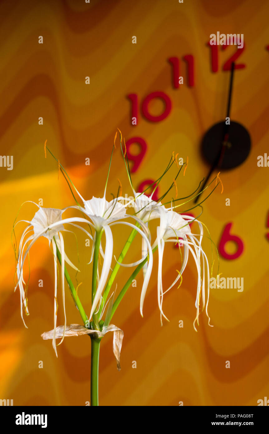 Hymenocallis caribaea, caribbean spider-lily, unique style white flower on multicolored background, illuminated by the sunset sun, close-up Stock Photo