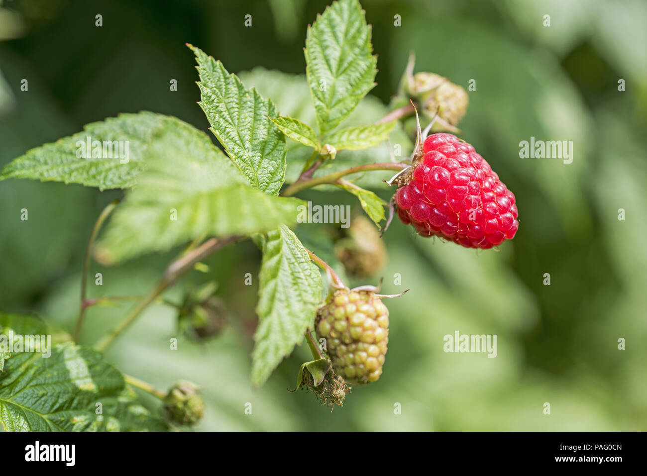Some red dry raspberry on green bush Stock Photo - Alamy