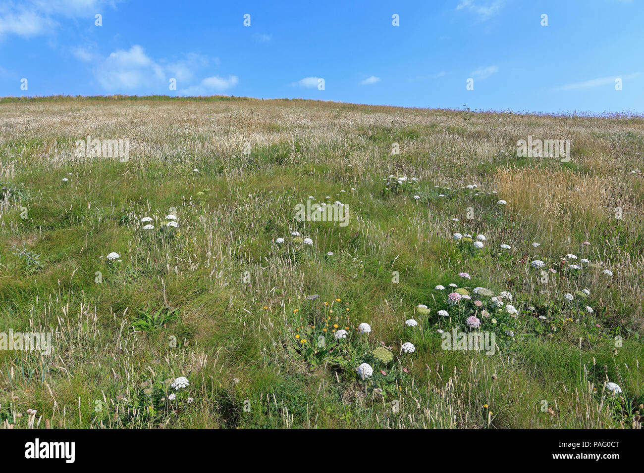 Coastal meadow on the South West Coast Path on Lizard Peninsular, Cornwall, England, UK. Stock Photo