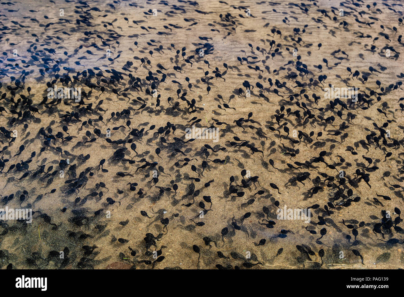 Hundreds of tadpoles swimming underwater on the shore of Frog Lake, Oregon, USA. Stock Photo