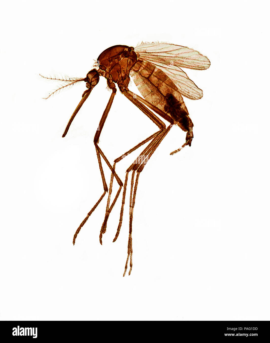 Aedes aegypti, the yellow fever mosquito, is a mosquito that can spread dengue fever, chikungunya, Zika fever, Mayaro and yellow fever viruses, and ot Stock Photo
