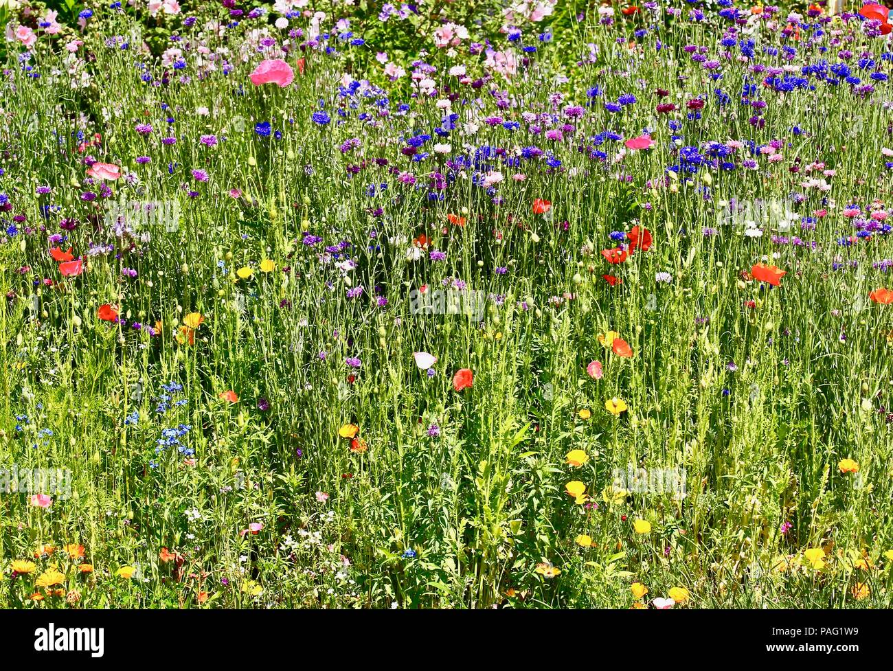 Various wildflowers in garden hi-res stock photography and images - Alamy