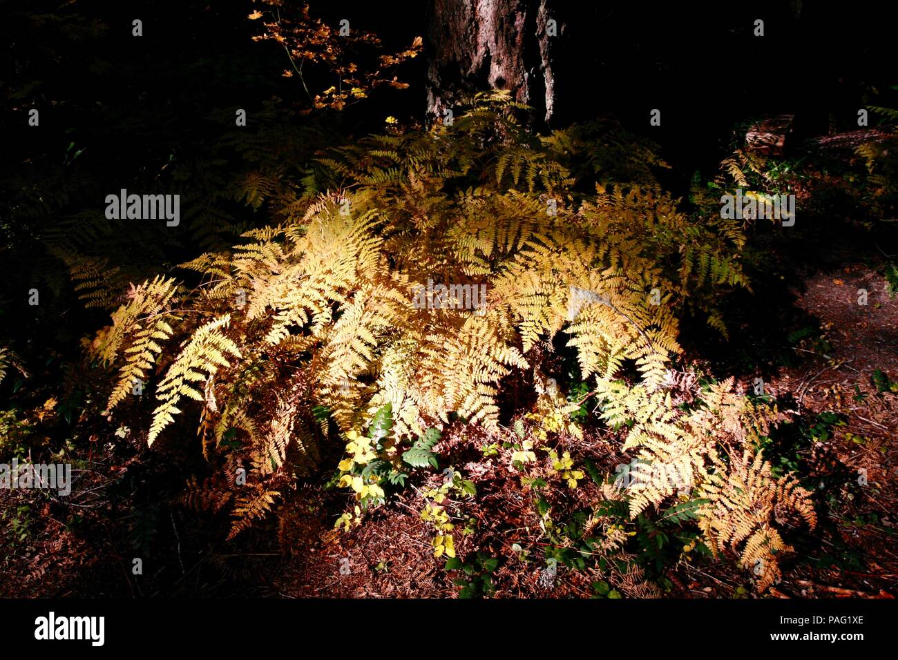 Forest ferns hi-res stock photography and images - Alamy