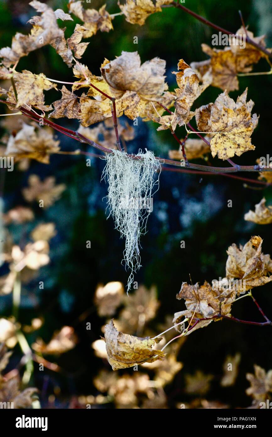 Spanish moss on branch with dead leaves Stock Photo Alamy