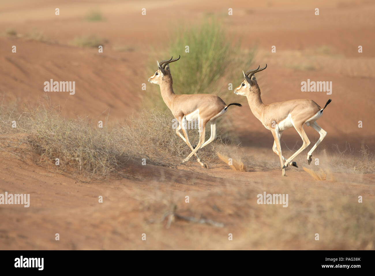 Couple of mountain gazelles running in the desert dunes. Dubai, UAE. Stock Photo