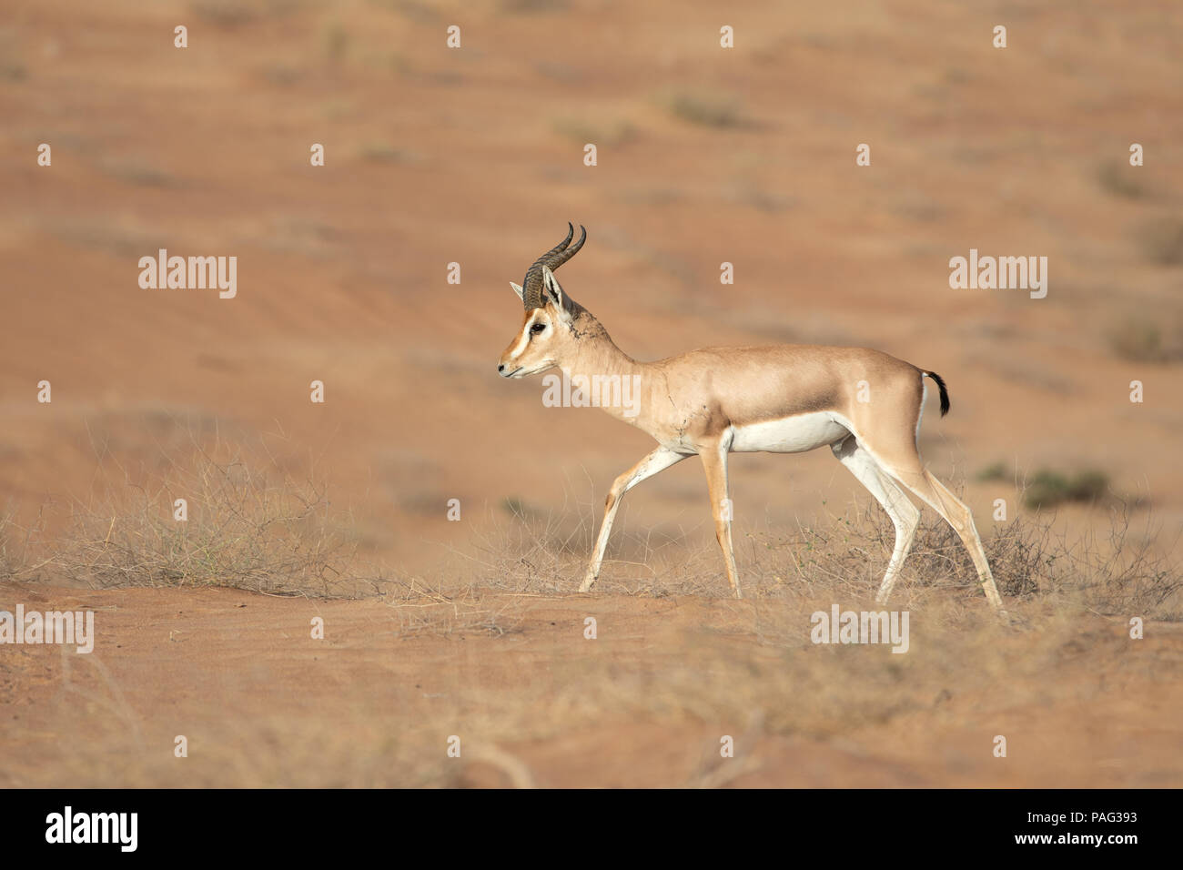 Single mountain gazelle running in the desert. Dubai, UAE. Stock Photo