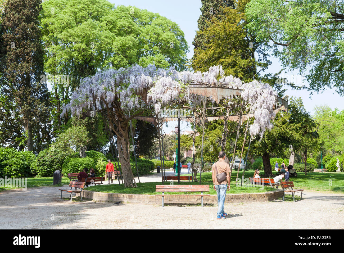 Giardini Pubblici or Public Gradens, Castello, Venice, Veneto, Italy, in spring  with a view of the old bandstand covered in wisteria flowers and peop Stock Photo