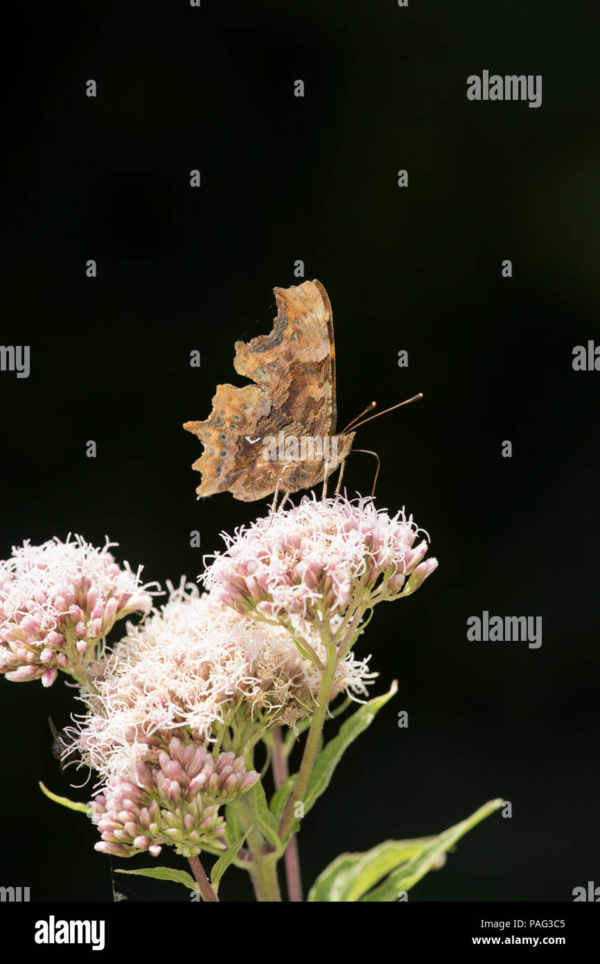 A Comma butterfly, Polygonia c-album, feeding on Hemp-agrimony, Eupatorium cannabinum, during the UK 2018 heatwave. 22.7.2018 Stock Photo