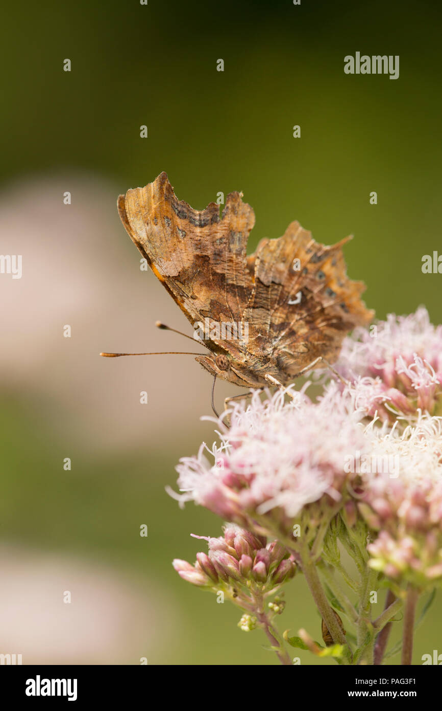 A Comma butterfly, Polygonia c-album, feeding on Hemp-agrimony, Eupatorium cannabinum, during the UK 2018 heatwave. 22.7.2018 Stock Photo