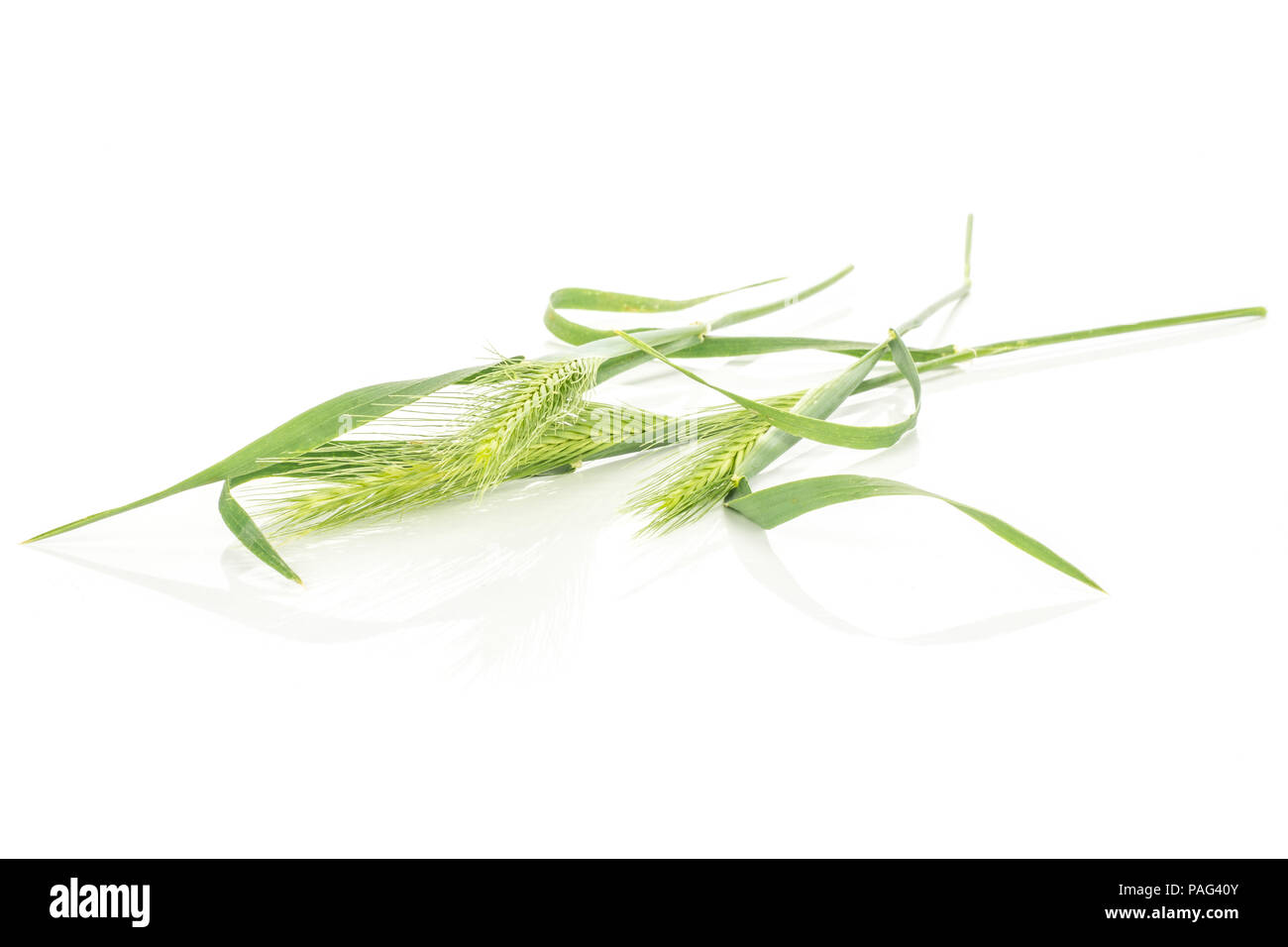 Group of three whole fresh green plant fresh barley mouse grass isolated on white Stock Photo