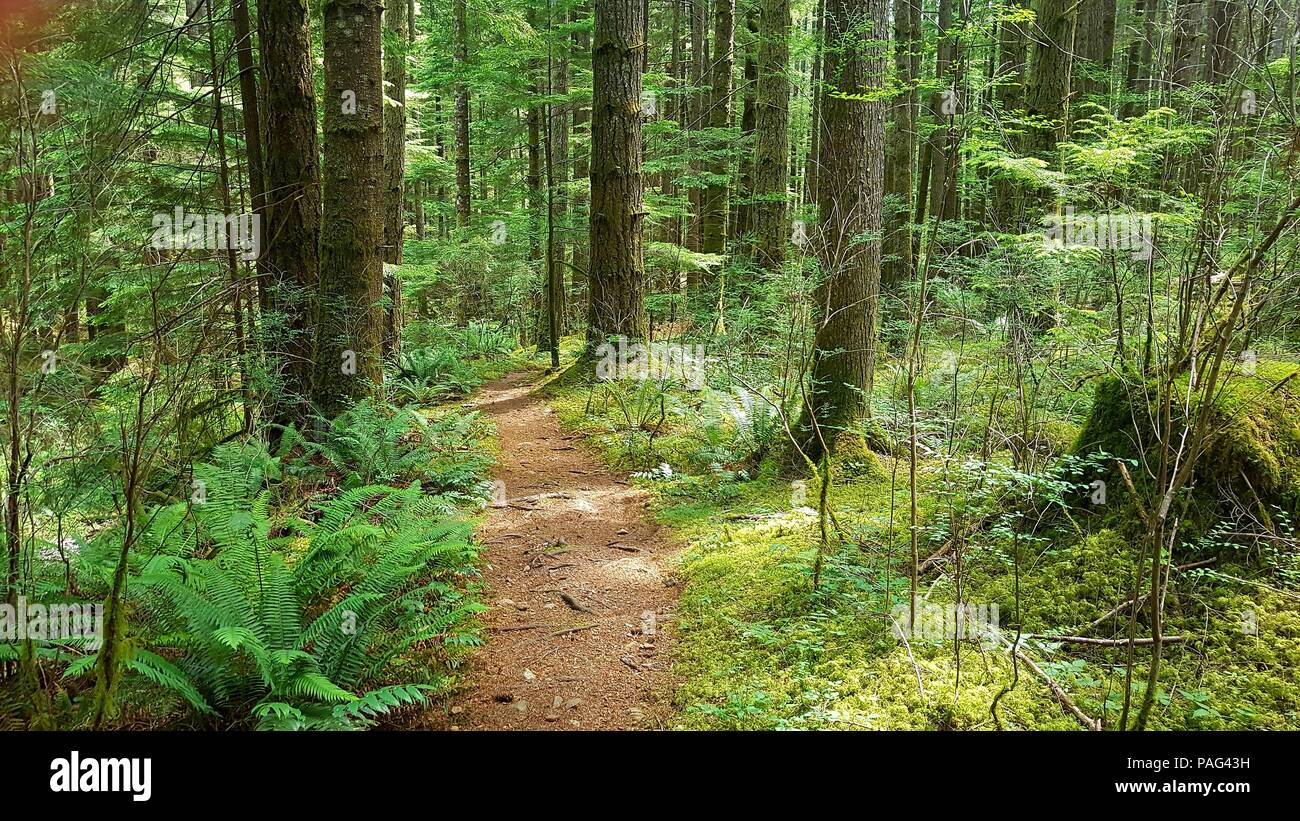 Forest Trail Stock Photo