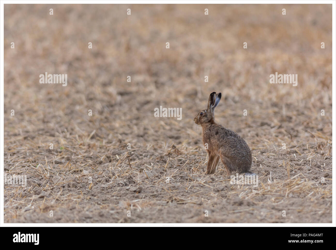 European hare sit in a filed Stock Photo
