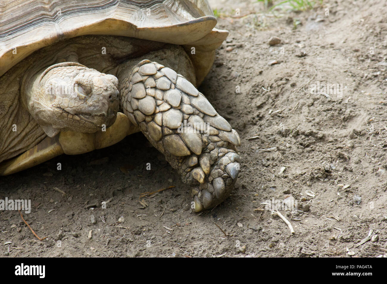 large old slowly moving sleepy tortoise with one foot out stretched