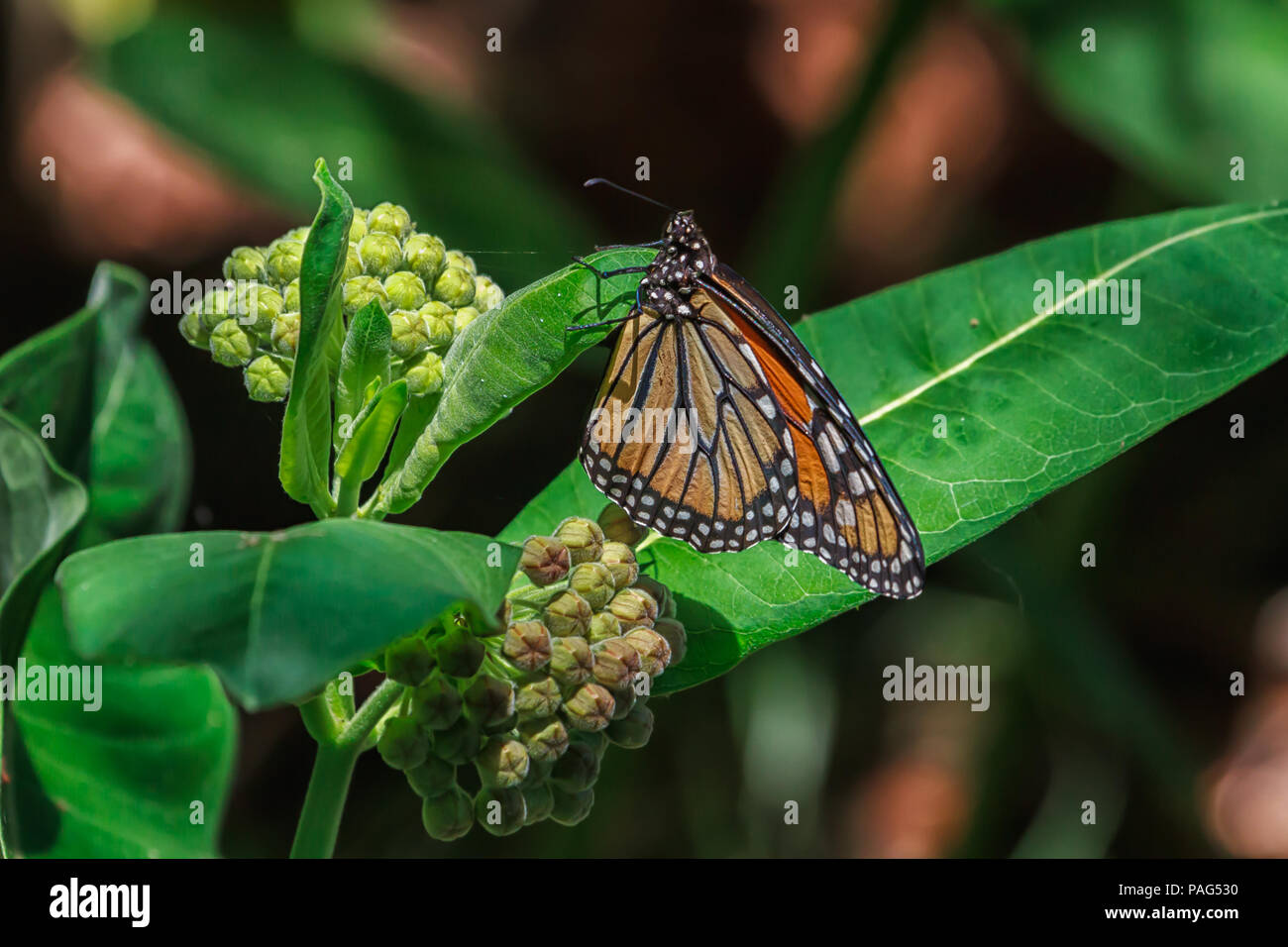 Monarch Butterfly laying an egg on a common milkweed plant. Stock Photo