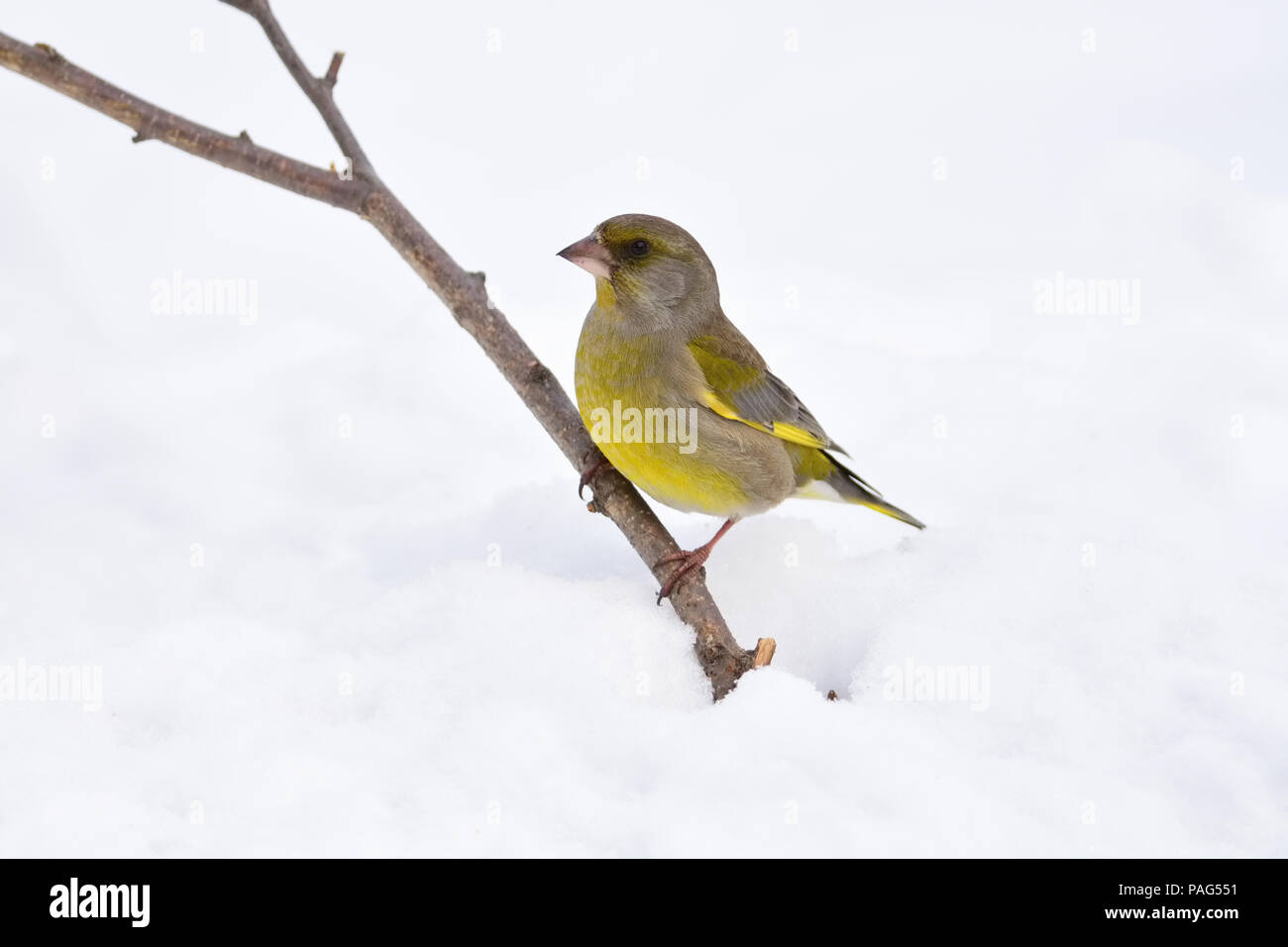 European greenfinch (Chloris chloris) sits on a branch sticking out of snow (isolated against white snow). Stock Photo