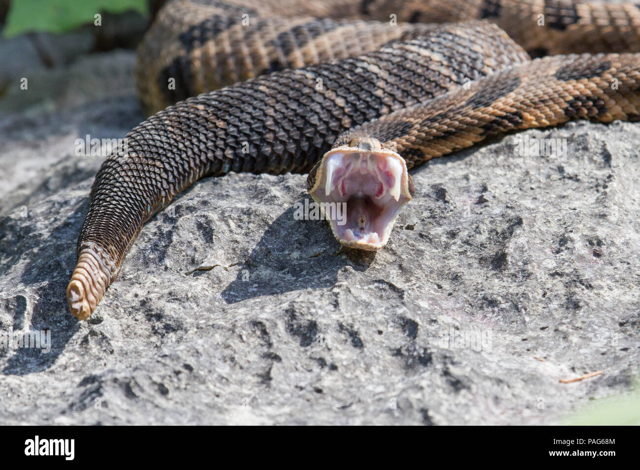 A canebrake rattlesnake, Crotalus horridus, resetting its jaws and showing the membrane covered fangs. Stock Photo